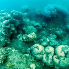 Coral