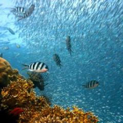 Ocean species change the deeper you go, but this is not recognised in current conservation planning and mapping.