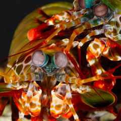 mantis shrimp