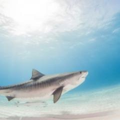 Tiger shark