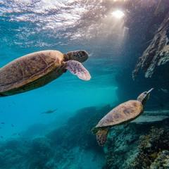 Turtle