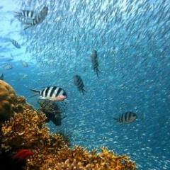 Fish and coral
