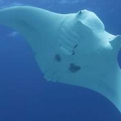 Manta ray image