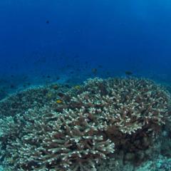 North coral garden