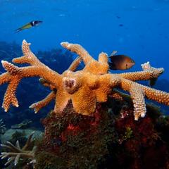Fish swim past coral