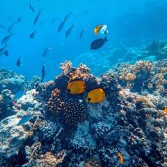 Coral reef