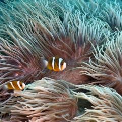 Fish swimming next to coral
