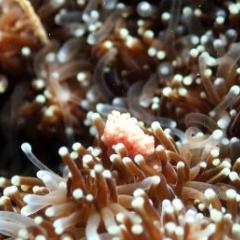 Coral spawning