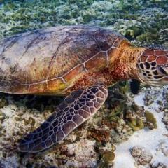  a turtle swims over sand