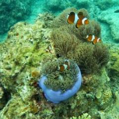 Fish swimming next to coral