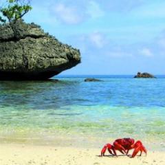 Crab walking on the sand