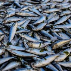 dead fish in a pile