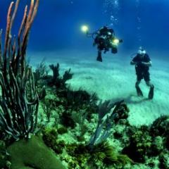 divers examine threatened coral