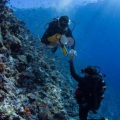 Researchers collect coral samples