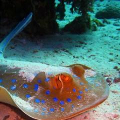 a blue-spotted stingray swims over sand