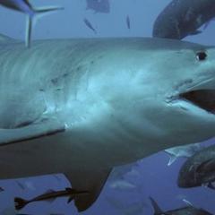 a tiger shark with scars swims alongside fish