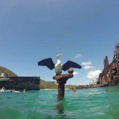 Sea bird perches on a wreck in Moreton Bay