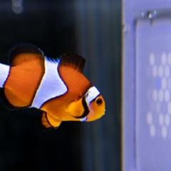 a fish looks at a tv