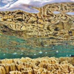 Coral below the ocean's surface