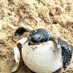 A green sea turtle hatchling climbing out of its egg