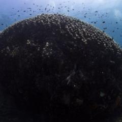 Scuba divers next to large coral structure