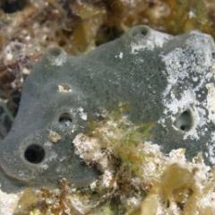 A sea sponge in the water