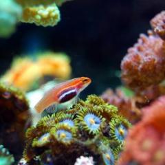 Fish surrounded by Coral