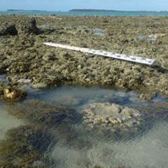 Emergent fossil reef flat with lower living coral microatoll in foreground, Gore Island, Far North Great Barrier Reef