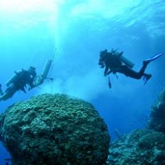 Divers inspect coral under water