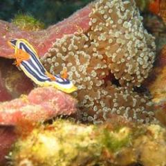 a nudibranch moves over coral